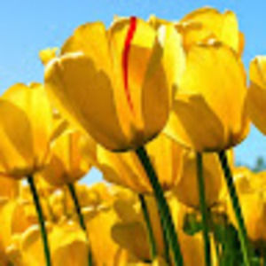 Meet your Posher, Anne